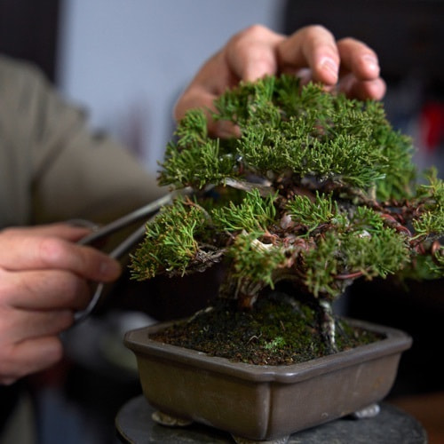 Bonsai