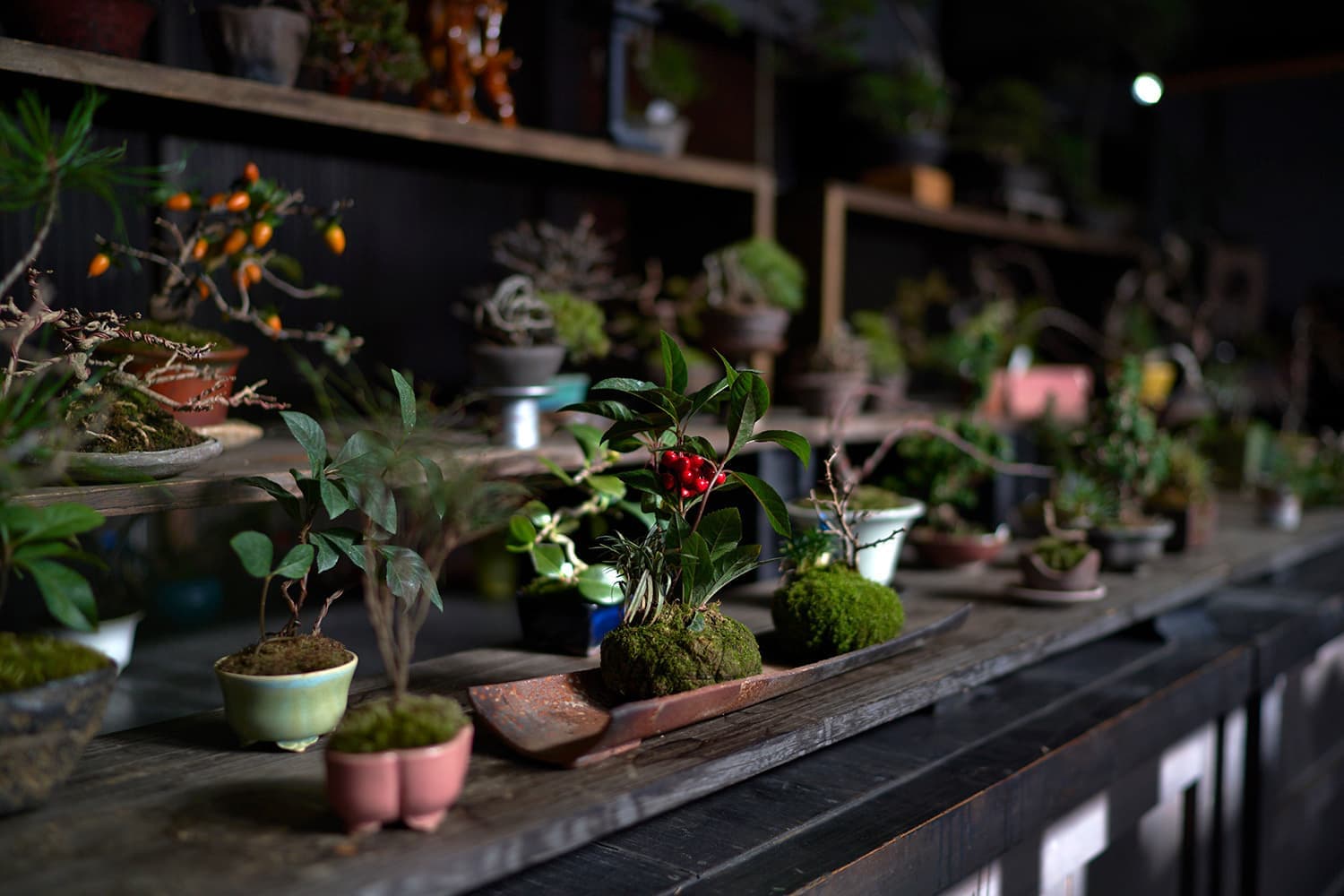 bonsai_09.jpg