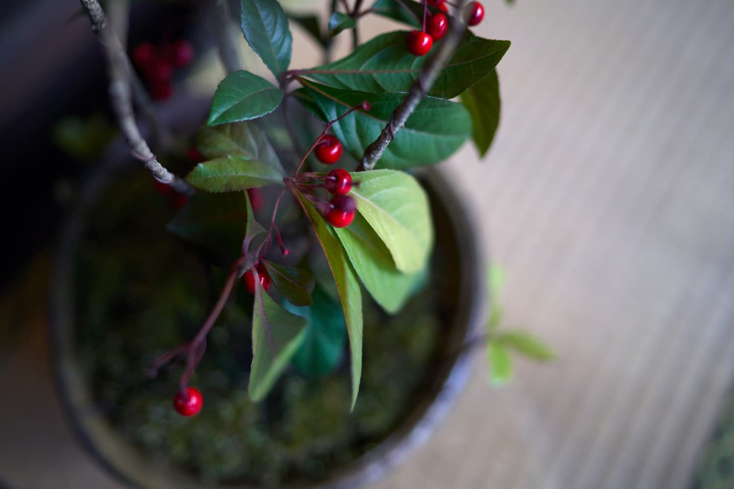 bonsai_11.jpg