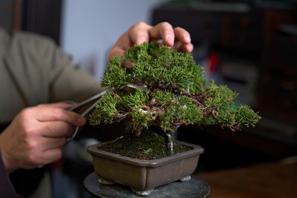 bonsai_08_20230330090939925.jpg