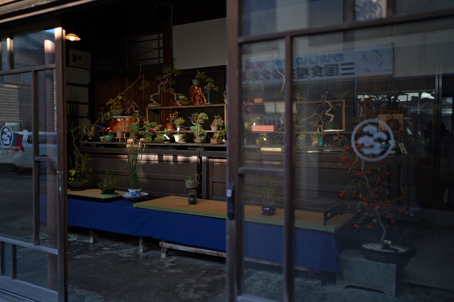 bonsai_10.jpg